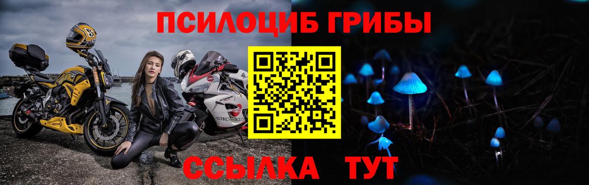 Псилоцибиновые грибы Psilocybe Ржев